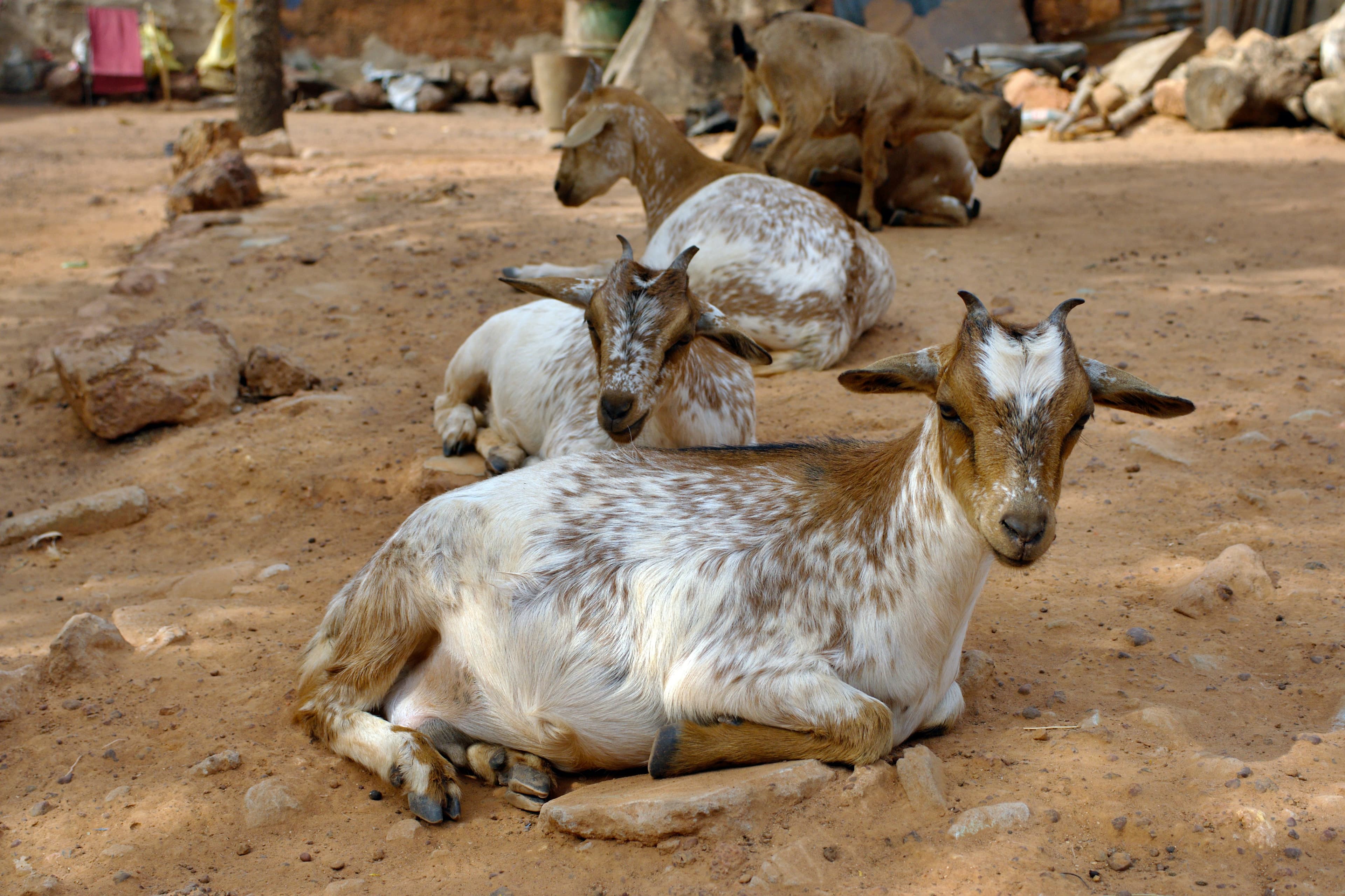 High quality African Goats: African Goat