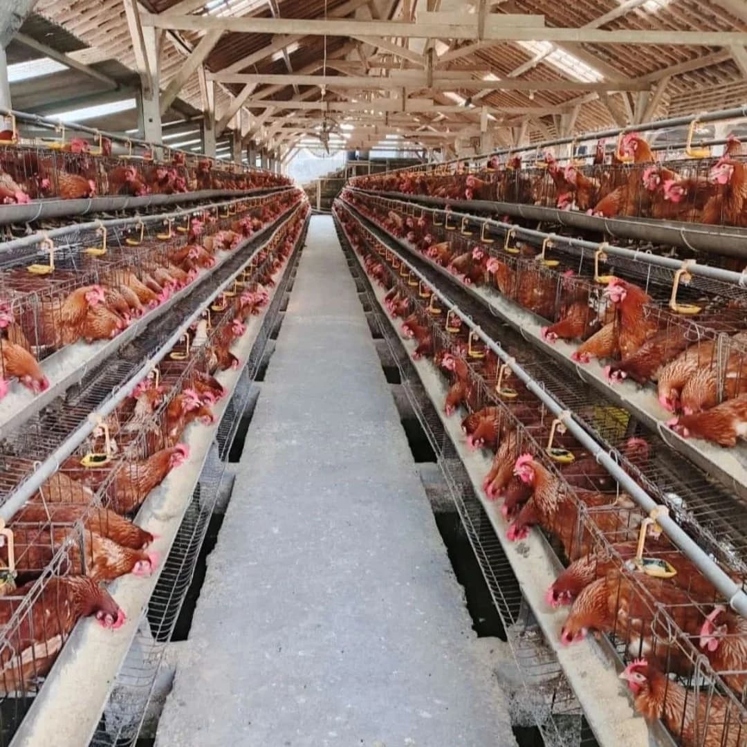 Buy 128 Capacity Chicken Cages - Security Systems Kenya